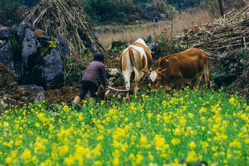 Cảnh đẹp Hà Giang