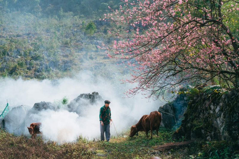 Du lịch Hà Giang tháng 2 - Khám phá vẻ đẹp mùa xuân của cao nguyên đá